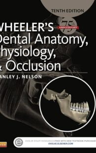 Wheeler 's Dental Anatomy Physiology & Occlusion