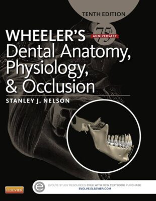 Wheeler 's Dental Anatomy Physiology & Occlusion