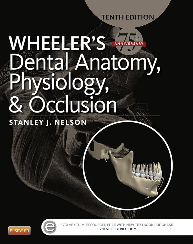 Wheeler 's Dental Anatomy Physiology & Occlusion
